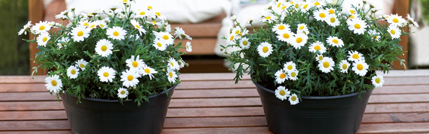 green basics coupe 38cm terre cuite doux